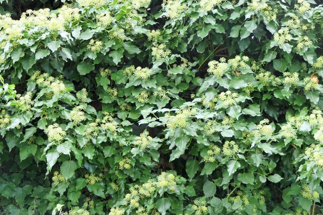 Efeu blüht erst nach 8-10 Jahren das erste Mal. Die Blühtriebe lösen sich von der Stützmauer oderdem Baum. 