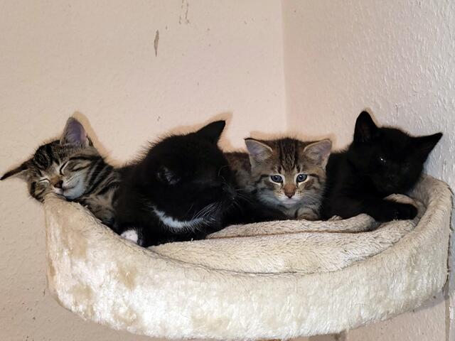 Auch für den V-Wurf (v.l.: Venice, Vegas, Vienna &amp; Vancouver)  suchen die Streunerseelen aktuell noch ein Zuhause. Interessenten schreiben an info@streunerseelen.org oder melden sich unter der Rufnummer 01 57 / 31 31 25 85. | Foto: Streunerseelen - stray souls foundation