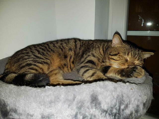 Fundkater Wasabi sucht noch ein neues Zuhause. Interessenten melden sich bei der Streunerseelen - stray souls foundation unter 01 57 / 31 31 25 85 oder per Email an info@streunerseelen.org | Foto: Streunerseelen - stray souls foundation