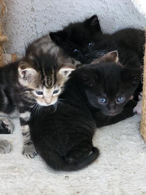 Auch für den V-Wurf (v.l.: Venice, Vegas, Vienna &amp; Vancouver)  suchen die Streunerseelen aktuell noch ein Zuhause. Interessenten schreiben an info@streunerseelen.org oder melden sich unter der Rufnummer 01 57 / 31 31 25 85. | Foto: Streunerseelen - stray souls foundation