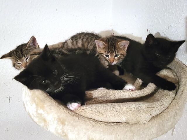 Auch für den V-Wurf (v.l.: Venice, Vegas, Vienna &amp; Vancouver)  suchen die Streunerseelen aktuell noch ein Zuhause. Interessenten schreiben an info@streunerseelen.org oder melden sich unter der Rufnummer 01 57 / 31 31 25 85. | Foto: Streunerseelen - stray souls foundation