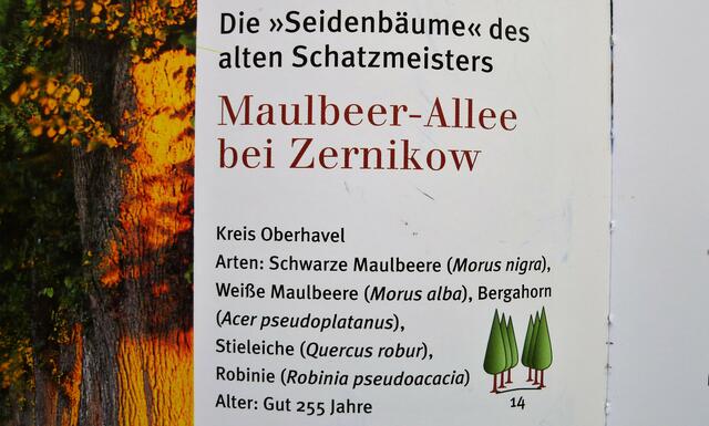 Die Seidenbäume des Schatzmeisters 