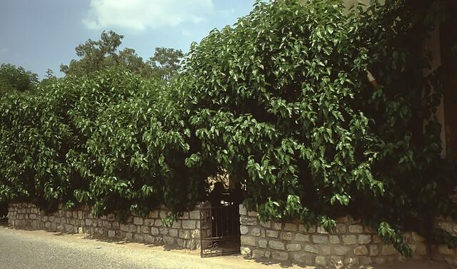 Alter Maulbeerbaum in der Province
