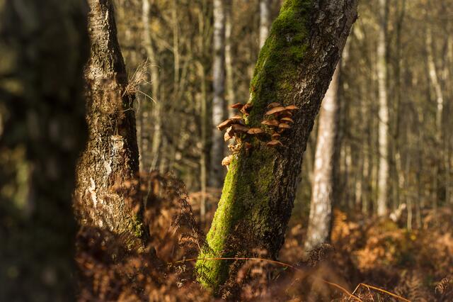 da hüpft und raschelt doch was  ....