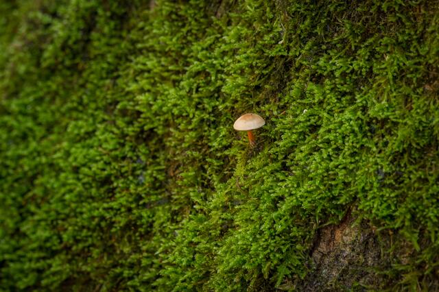 Manche als kleine Solisten , andere in großen Gruppen