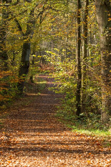Sehr schöne herbstliche Wanderwege laden ein seine Runden zu drehen.