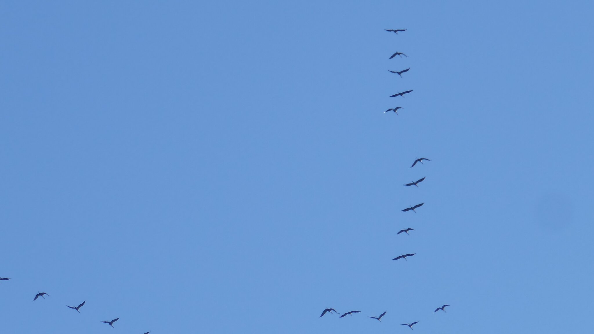 Vögel Der Flug der Kraniche EssenRuhr