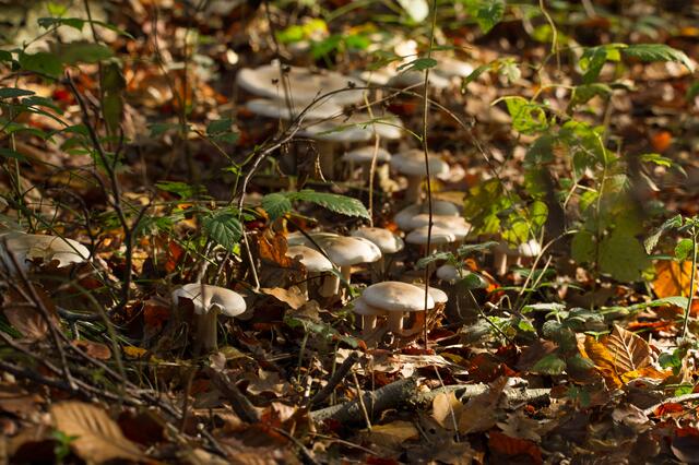 Überall sprießen noch die Pilze aus dem Boden