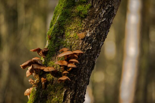 da ist er .... leider doch etwas weit, selbst für ein Tele.
Schön war es trotzdem das kleine Naturerlebnis, in diesem Fall der Besuch vom Zaunkönig. 