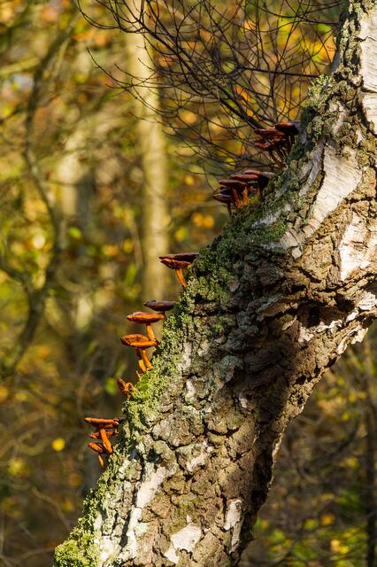 wieder andere Pilze klettern auf Bäume ;-)