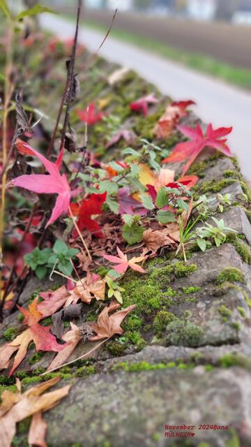 Rot-Bunter-HERBST♥