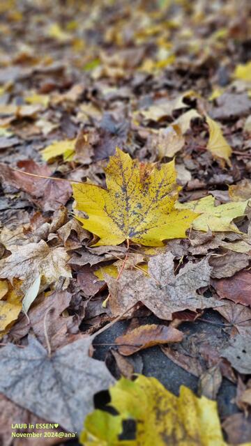 sooo schön
einfach mal´zu Boden schauen :-)