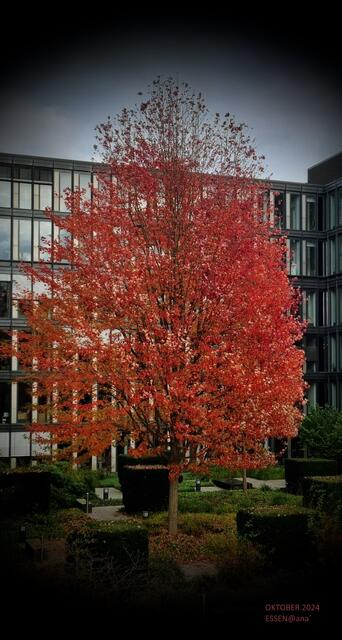 ...in Essens´City...