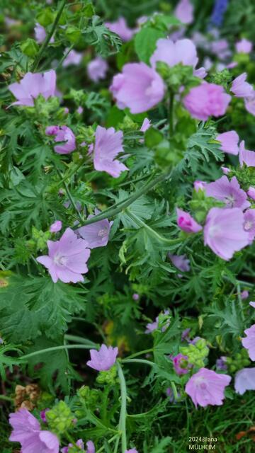 Blümchen am Wasserbahnhof