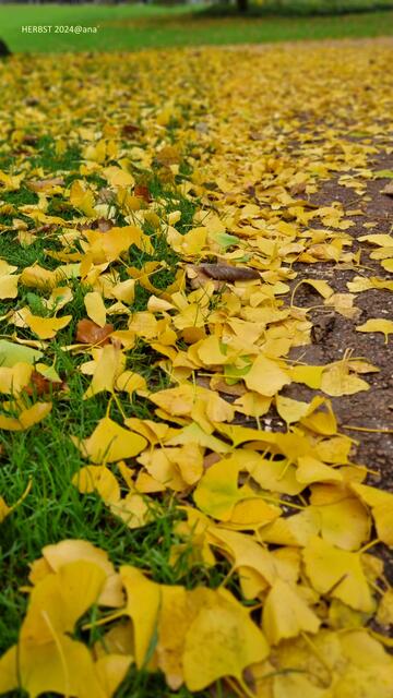 Herbstlicher Weg im Essener´Stadtgarten