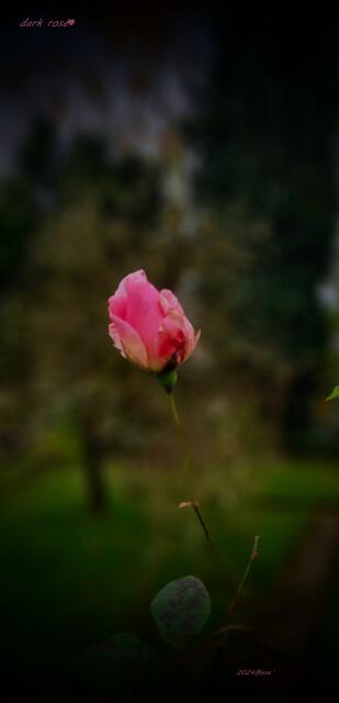 Herbst- ROSE in einem Garten♥