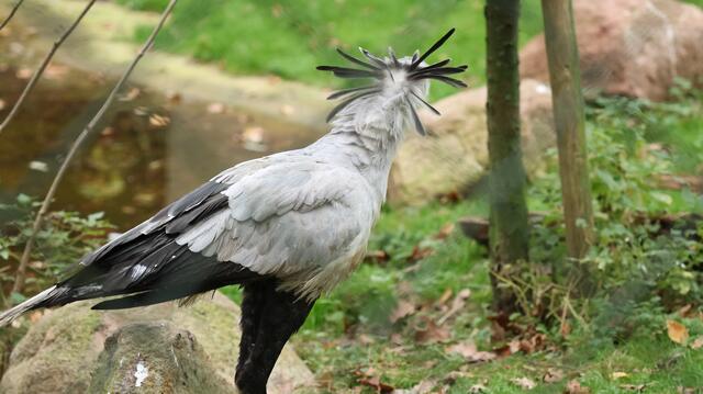 Endlich eine Frisur die mir steht. | Foto: K.Loz