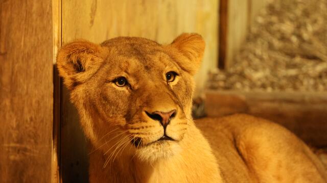Bin doch eine süße Mietzekatze. | Foto: K.Loz