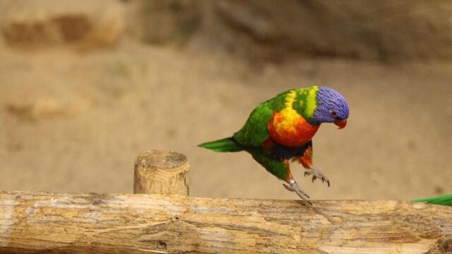 Lori im Landeanflug. | Foto: K.Loz