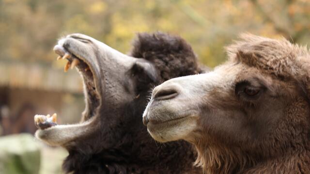 Halts Maul, du Kamel. | Foto: K.Loz