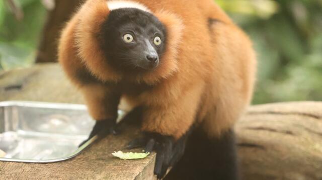 Guckst Du ? | Foto: K.Loz