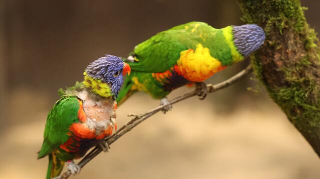 Hallo Schatz, da bin ich! | Foto: K.Loz