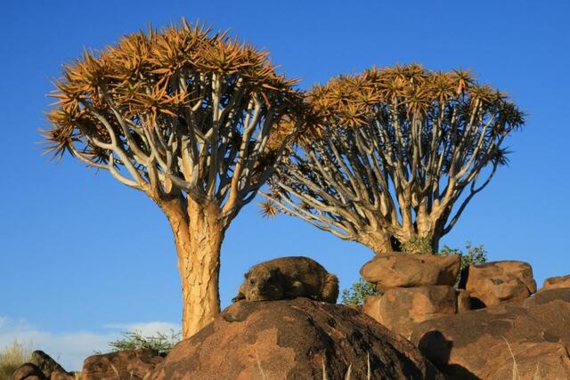 Köcherbaum, Aloe, Namibia 