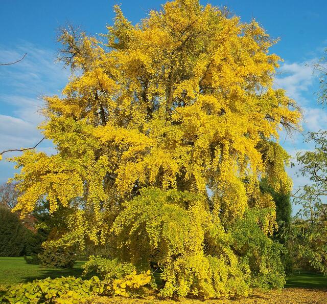 Gingo biloba im Herbstlaub, in China