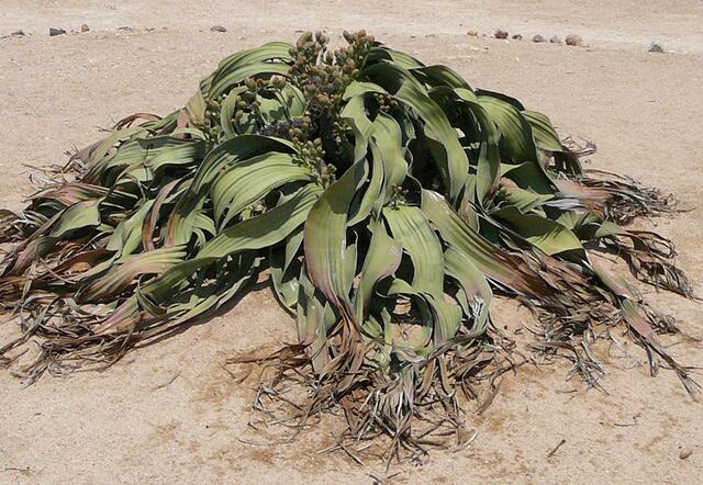 Welwitschia mirabilis, Namibia 