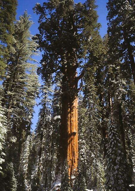 Mammutbaum, Sequoia "General Sherman" Höhe 83m, D=11m