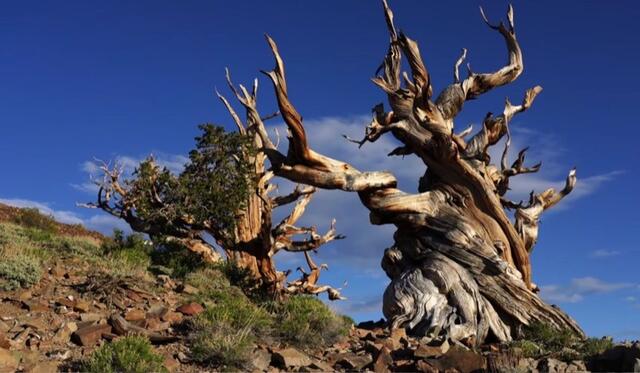 Grannenkiefer USA White Mountains über 5000 Jahre 