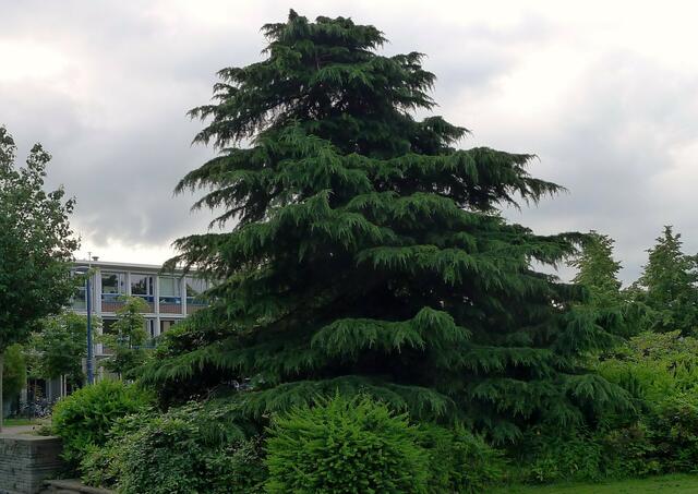 Himalayazeder, Cedrus deodara, Jovypark Gladbeck 