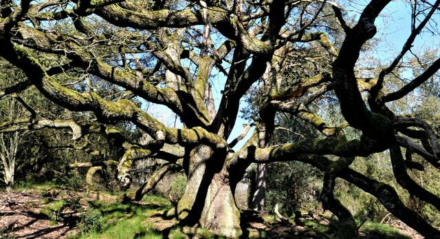 alte Stieleiche in Schermbeck