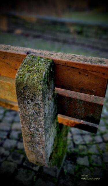 frostig´

2024@ana´