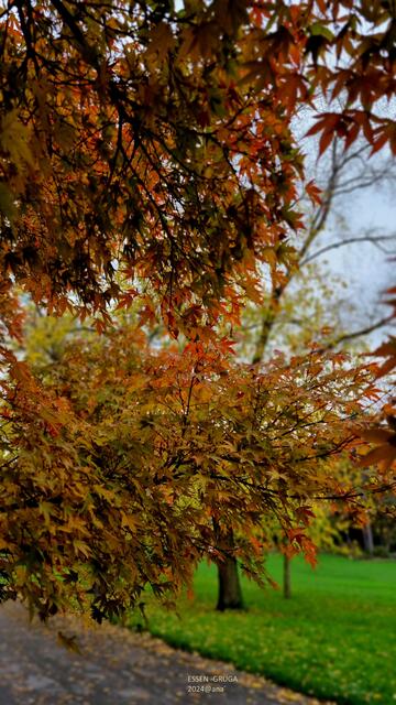 Herbst-Laub
2024@ana´