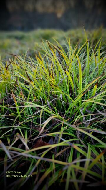 kalte Gräser