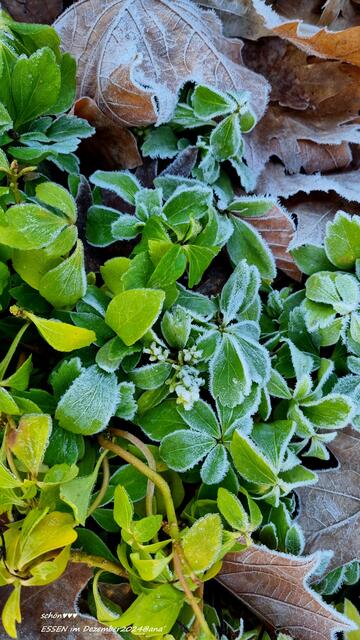 eisige Blüten und Blätter♥