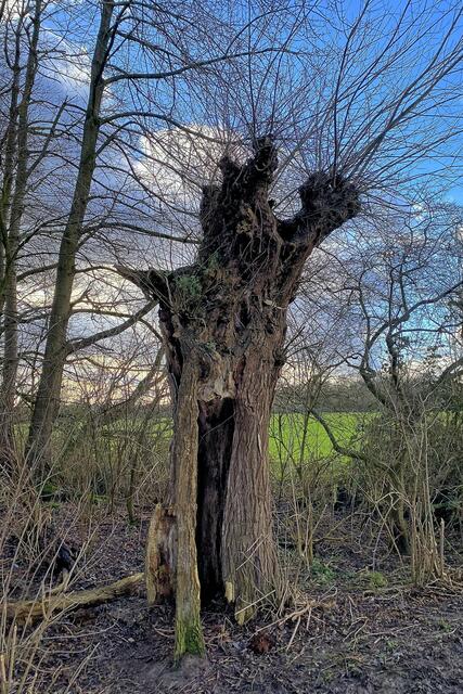 Ein "Baumhaus" der besonderen Art | Foto: ©Margot Klütsch