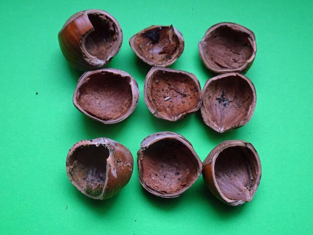 Sauber zerteilte Haselnüsse eines erfahrenen Eichhörnchens.