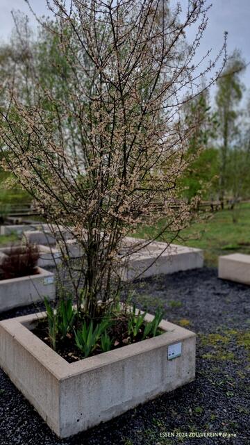 Diverse BepflanzungsKübel´....