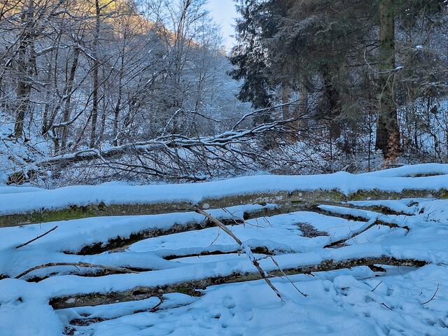Auf einigen Wegen war das Fortkommen etwas erschwert, da der ursprünglich nasse Schnee sehr viel Schneebruch erzeugt hat.
