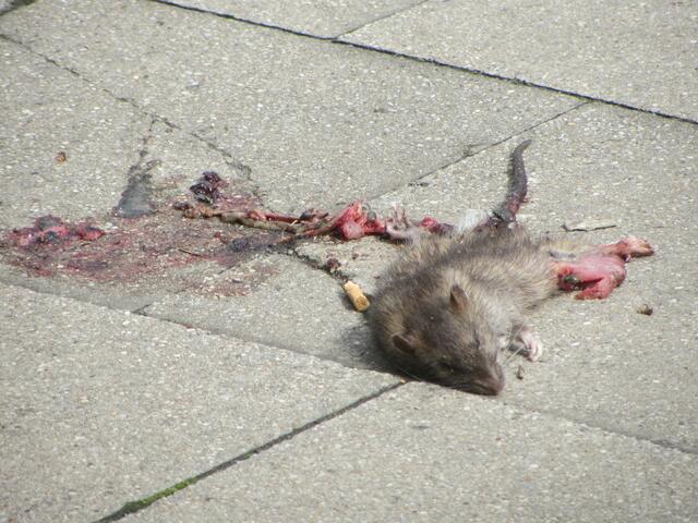Tot gefahrene Ratte auf dem Gehweg der Gladbecker Straße. Es hätte auch ein dein Kind, deine Mutter, dein Opa  sein können ...
