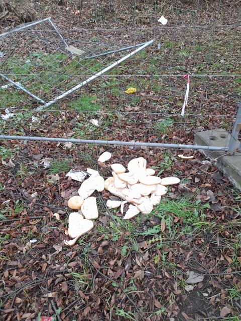 Discarded bread also lies in front of a damaged construction fence.