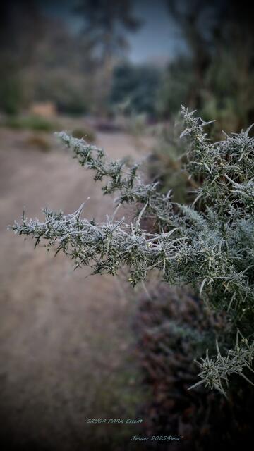 Frostig-B I Z A R R ♥