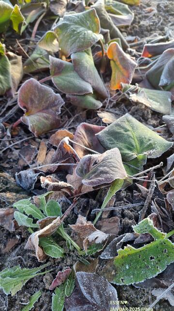 smile - knisterlich kalt