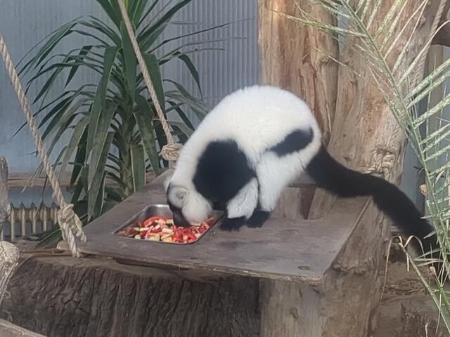 Vari | Foto: Astrid Günther