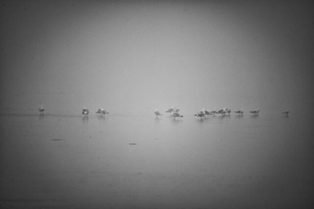 Weit draußen auf dem Eis im Nebel versteckt - Möwen