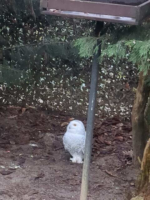 Schneeeule im Duisburger Zoo | Foto: Astrid Günther