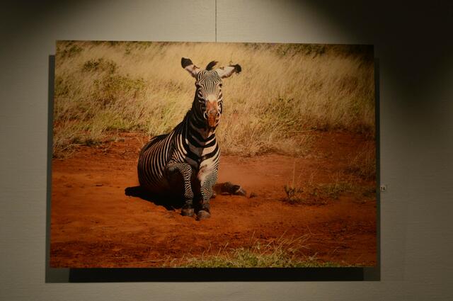 16 Grevyzebra, Kenia