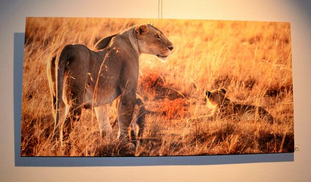 21 Löwin mit Nachwuchs Masai Mara, Kenia